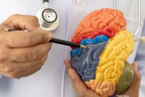 Photo German Researcher Discovers Brain's Navigational System Enhancing Understanding of Memory and Cognition