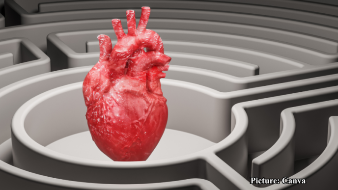 GNN Researchers Unveil Function of Heart Trabeculae First Described by Leonardo da Vinci