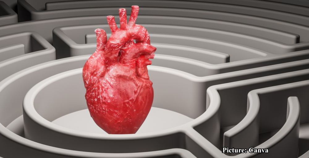 GNN Researchers Unveil Function of Heart Trabeculae First Described by Leonardo da Vinci
