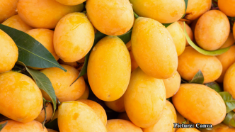 GNN Study Finds Daily Consumption of Avocado and Mango May Enhance Heart Health