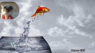 GNN Study Reveals Complex Genetic Pathways Behind Animal Life's Transition from Water to Land