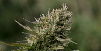 Photo Comprehensive Study Questions Efficacy of Medicinal Cannabis in Treating Mental Health Disorders