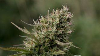Photo Comprehensive Study Questions Efficacy of Medicinal Cannabis in Treating Mental Health Disorders