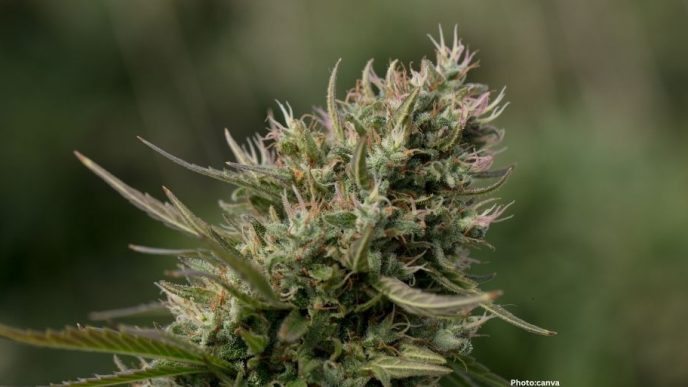 Photo Comprehensive Study Questions Efficacy of Medicinal Cannabis in Treating Mental Health Disorders