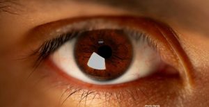 Research Uncovers Evolutionary Pathway of Human Eyes from Ancient Ancestor