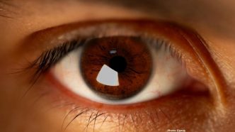Research Uncovers Evolutionary Pathway of Human Eyes from Ancient Ancestor