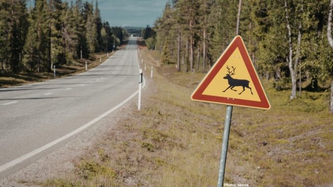 Photo India Launches Innovative Red Road to Protect Wildlife on National Highway 45