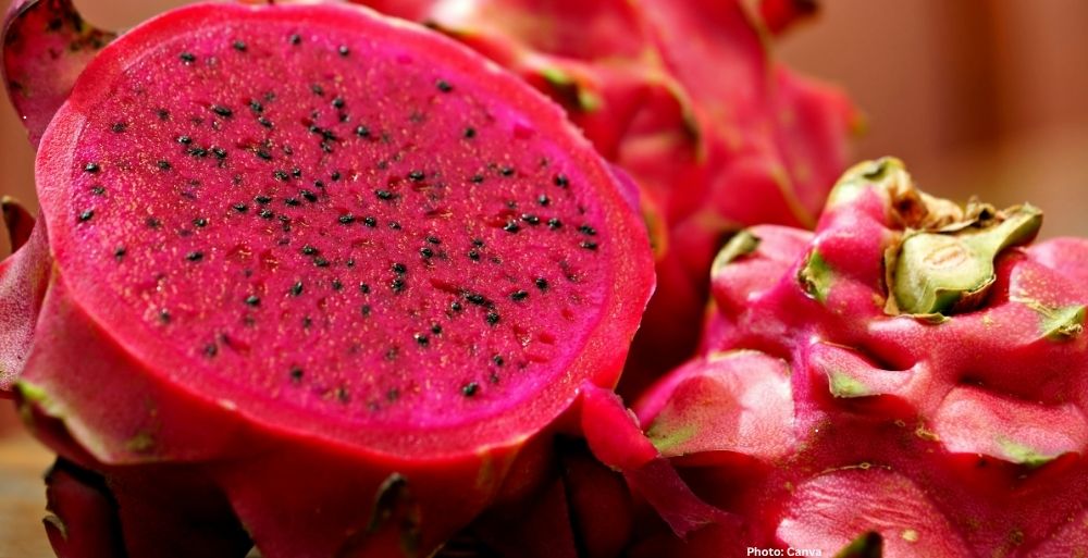 Photo Research Team Enhances Bread Nutritional Value Using Red Dragon Fruit Peel Extract