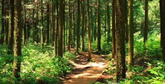 Photo Study Values India's Forest Ecosystem Services at $2 5 Trillion Annually