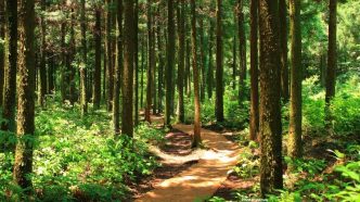Photo Study Values India's Forest Ecosystem Services at $2 5 Trillion Annually
