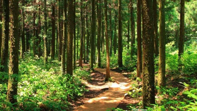 Photo Study Values India's Forest Ecosystem Services at $2 5 Trillion Annually