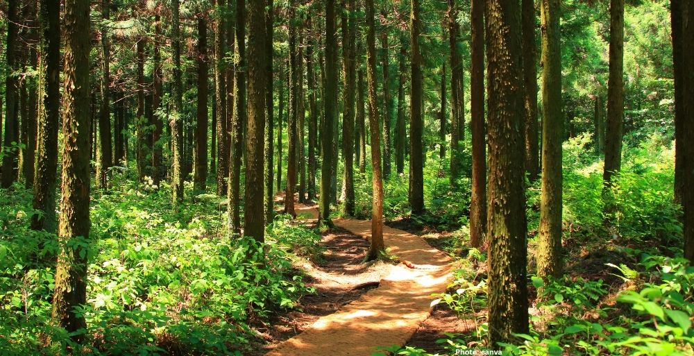 Photo Study Values India's Forest Ecosystem Services at $2 5 Trillion Annually