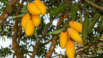 GNN Malihabad Uttar Pradesh Declared the Mango Capital of the World