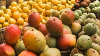 Japan Halts Indian Mango Imports Over Quarantine Concerns, Sparking Monopoly Claims from Exporters