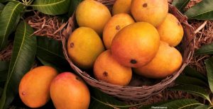 Severe Weather Devastates India's Alphonso Mango Crop, Threatening Livelihoods and Economy