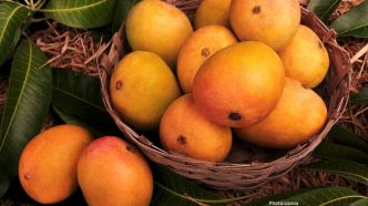Severe Weather Devastates India's Alphonso Mango Crop, Threatening Livelihoods and Economy