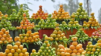 Annual Mango Festival in Washington Highlights Popularity of Indian Mangoes
