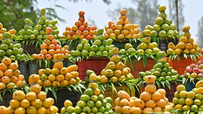 Annual Mango Festival in Washington Highlights Popularity of Indian Mangoes