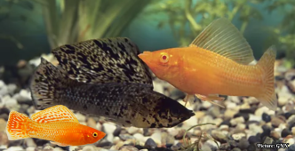 Amazon Molly Fish Thrives for 100,000 Years Without Males, Challenging Evolutionary Norms