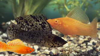 Amazon Molly Fish Thrives for 100,000 Years Without Males, Challenging Evolutionary Norms