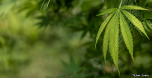 TSA Updates Guidance on Medical Marijuana for Air Travel
