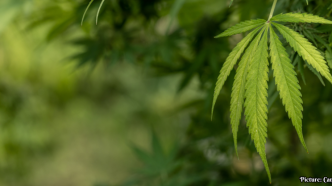 TSA Updates Guidance on Medical Marijuana for Air Travel