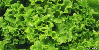CDC Confirms Major Multistate Cyclosporiasis Outbreak Linked to Shredded Iceberg Lettuce
