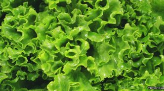 CDC Confirms Major Multistate Cyclosporiasis Outbreak Linked to Shredded Iceberg Lettuce