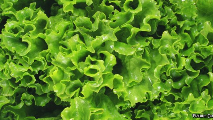 CDC Confirms Major Multistate Cyclosporiasis Outbreak Linked to Shredded Iceberg Lettuce