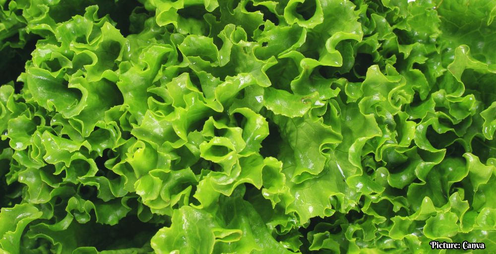 CDC Confirms Major Multistate Cyclosporiasis Outbreak Linked to Shredded Iceberg Lettuce