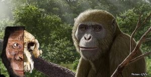 Discovery of Ancient Ape Fossil in Egypt Reshapes Understanding of Human Origins