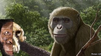 Discovery of Ancient Ape Fossil in Egypt Reshapes Understanding of Human Origins