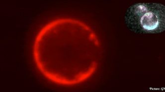 University of Minnesota Researchers Develop SpudCell, a Synthetic Cell-Like Structure