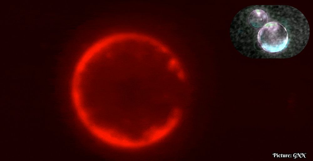 University of Minnesota Researchers Develop SpudCell, a Synthetic Cell-Like Structure