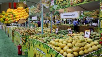 Hamba Indian Mango Exhibition in Doha Achieves Record Sales and Attendance