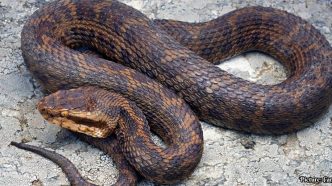 New Species of Venomous Pit Viper Discovered in the Eastern Himalayas