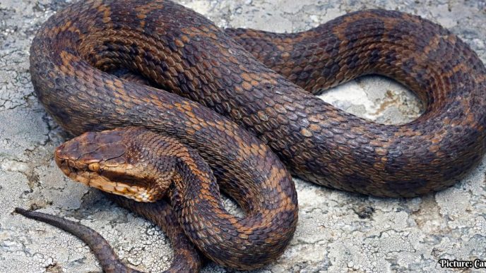 New Species of Venomous Pit Viper Discovered in the Eastern Himalayas