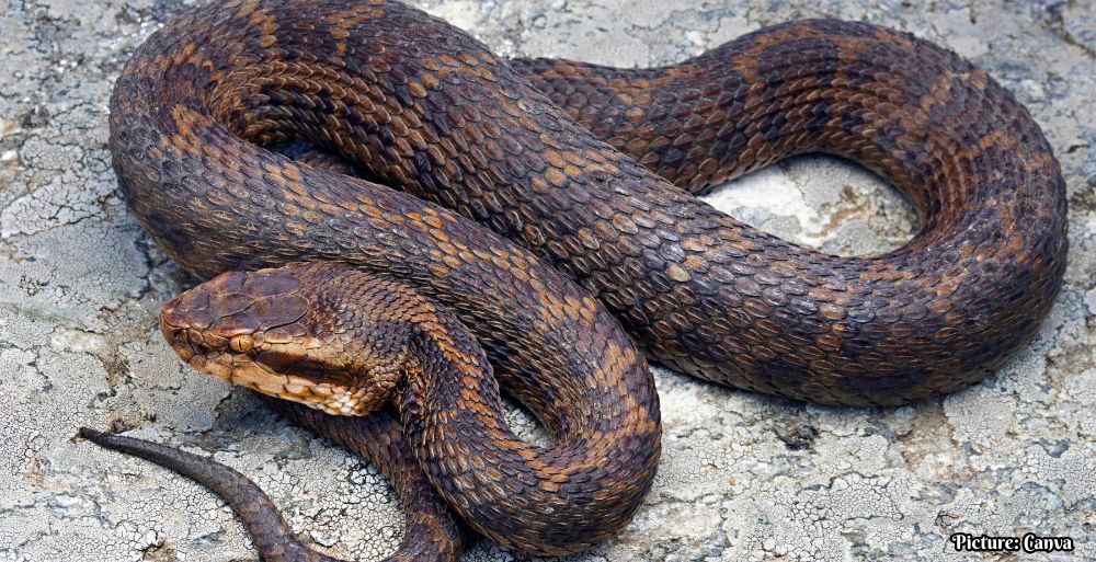 New Species of Venomous Pit Viper Discovered in the Eastern Himalayas