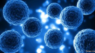 New Stem Cell Research Aims for Functional Cure of Type 1 Diabetes