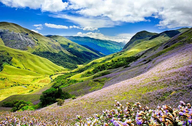 neelakurunji-munnar