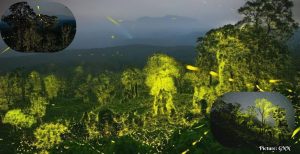 Documentary 'The Last Firedance' Highlights the Beauty and Vulnerability of Fireflies in India's Western Ghats