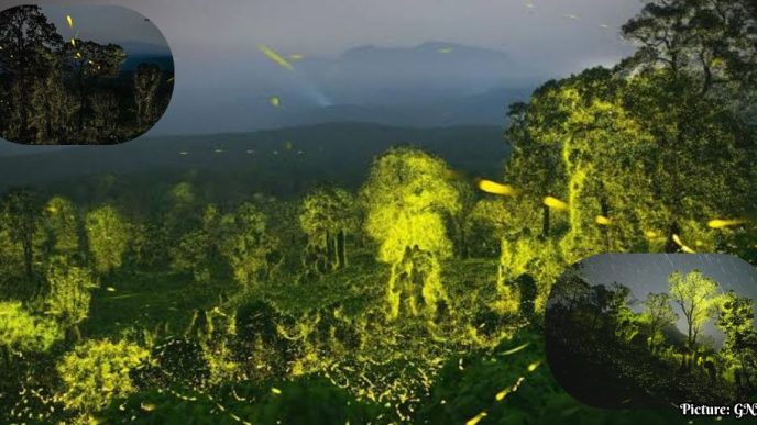 Documentary 'The Last Firedance' Highlights the Beauty and Vulnerability of Fireflies in India's Western Ghats