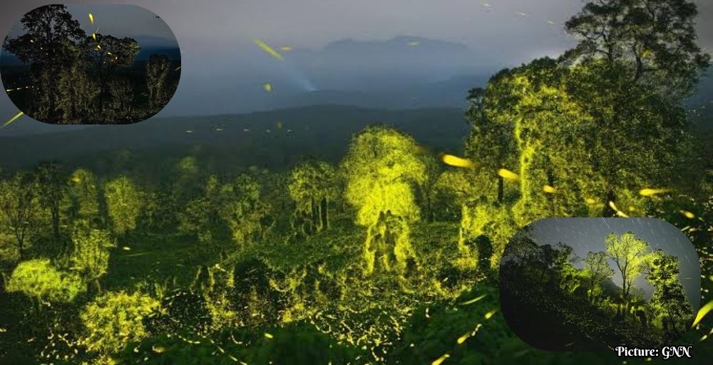 Documentary 'The Last Firedance' Highlights the Beauty and Vulnerability of Fireflies in India's Western Ghats