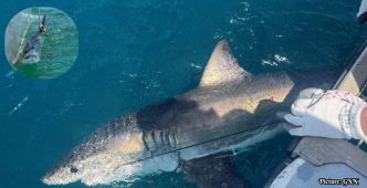Scientists Investigate Shark Behavior to Enhance Hurricane Prediction Models