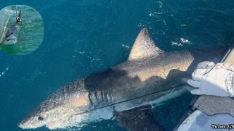 Scientists Investigate Shark Behavior to Enhance Hurricane Prediction Models