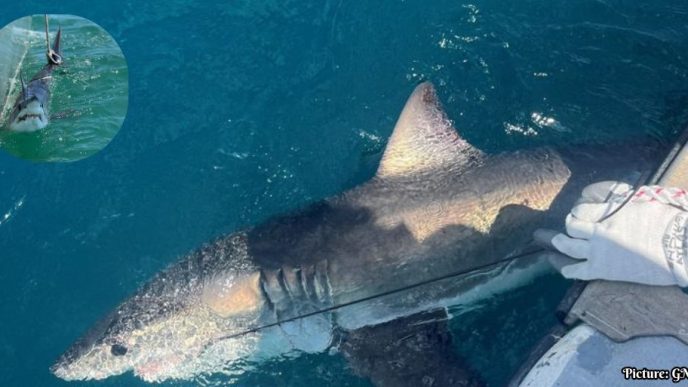 Scientists Investigate Shark Behavior to Enhance Hurricane Prediction Models