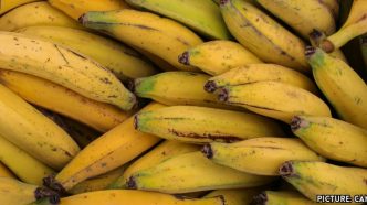 Health Benefits of Plantains: A Nutritional Overview