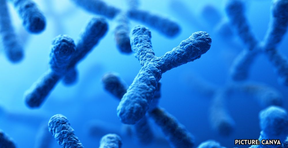 Study Finds Loss of Y Chromosome in Men Linked to Cancer Development