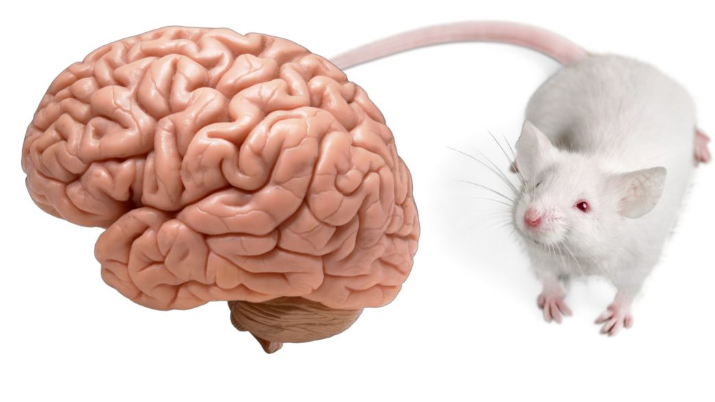 Neuroscientists Create Mice with Human Brain Cells to Study Neurodevelopmental Disorders
