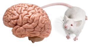 Neuroscientists Create Mice with Human Brain Cells to Study Neurodevelopmental Disorders